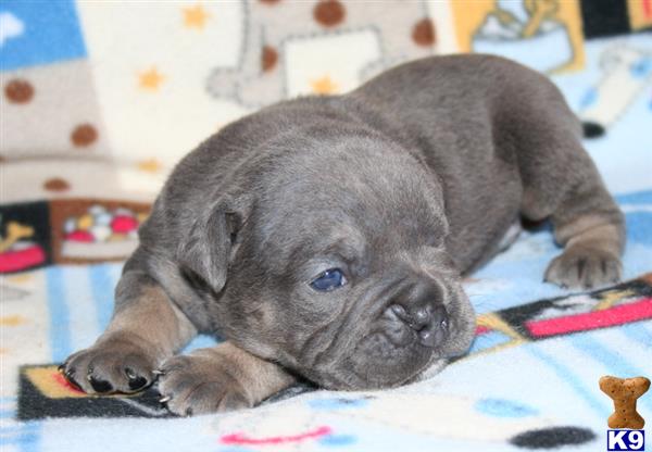 old english bulldog puppy posted by allot of bully